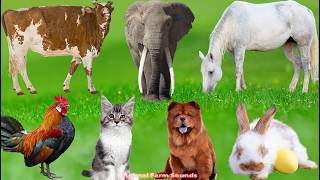 Farm Animal Moments: Elephant, Duck, Cat, Cow, Sheep, Dog, Chicken – Animals Sounds screenshot 3