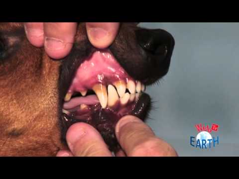 Video: La pulizia dei denti senza anestesia è buona per il tuo cane?