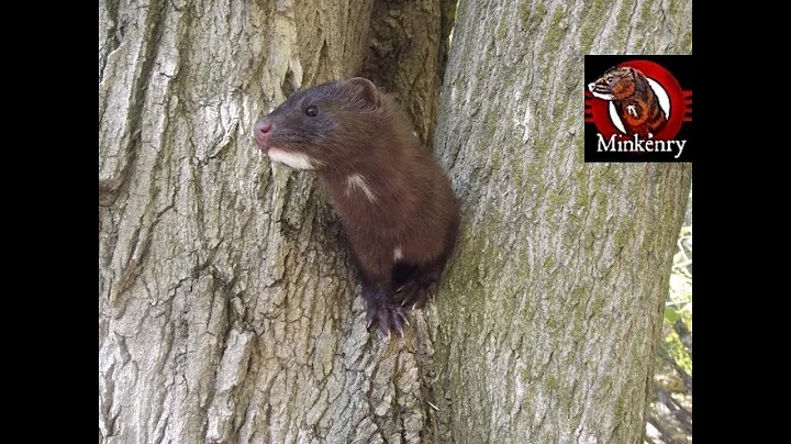 What is a Mink?