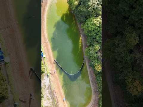 How To Harvest Japanese Koi Koi Japanesekoi Fish Japan