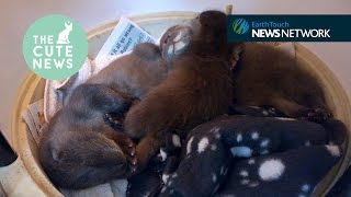 Tapir kisses, a bear in the tub & echidna bubble baths