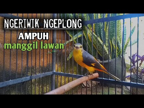 Mantenan kuning suara ngriwik ngeplong, ampuh memanggil lawan
