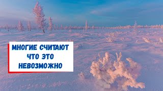 видео: Как вырастить голубику на Севере картинка: Как вырастить голубику на Севере
