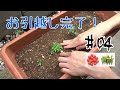 【家庭菜園】プランターへお引越し ~トマト・オクラ編 #04~