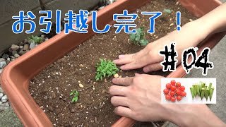 【家庭菜園】プランターへお引越し ~トマト・オクラ編 #04~