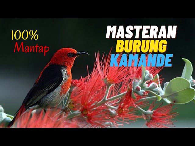 MASTERAN BURUNG KEMADE CUIT-CUIT AMPUH 100% class=