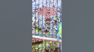 Burung Sirtu  Gacor Pancingan 100% Ampuh Burung Cipoh Macet Bunyi Langsung Nyaut#sirtugacor #Shorts