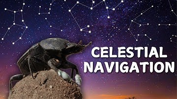 How Dung Beetles Navigate Using the Night Sky