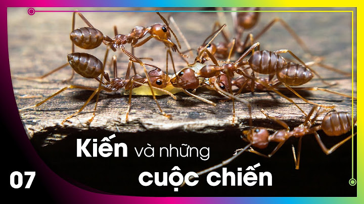 Năm 2010 có bao nhiêu loài kiến được phát hiện năm 2024