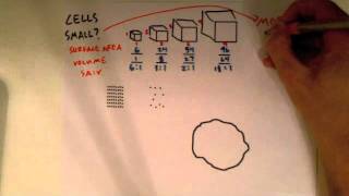 Surface Area, Volume, Diffusion and Osmosis