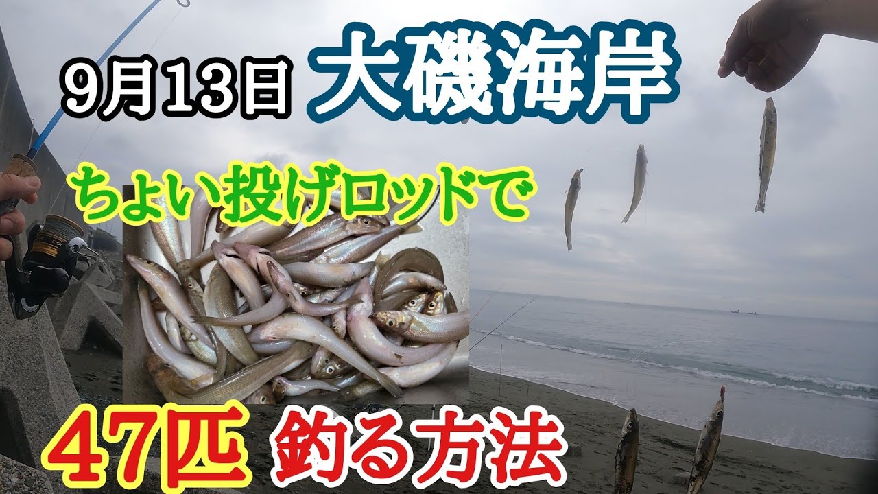 大磯海岸】9月13日(日) ちょい投げロッドだけでシロギス47匹！数を
