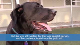 Bella Bellinis Adoption