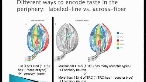 Taste Encoding: Labeled Line vs. Across-Fiber