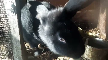 Можно ли кроликам листья салата🥬?