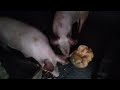 Пирикус в свиней