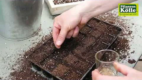 Kann man Kapkörbchen aus Samen ziehen?