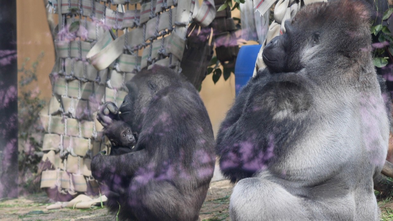近くに座る父、赤ちゃんが振り向いてモモタロウを見る｜京都市動物園｜撮影日2026.2.20｜【きょうのゴリラ】