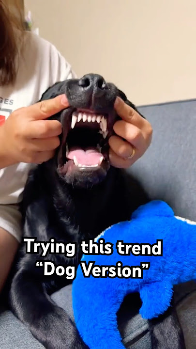 Dame un Grrr “Dog Version”