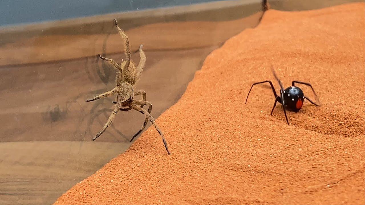 Brazilian Wandering Spider Vs Black Widow Youtube