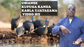 UFUGAJI WA KANGA WEUPE,KANGA WA MADOA,KANGA WA KIJIVU KIBIASHARA UFUGAJI WA KANGA WEUPE,KANGA WA MADOA,KANGA WA KIJIVU KIBIASHARA