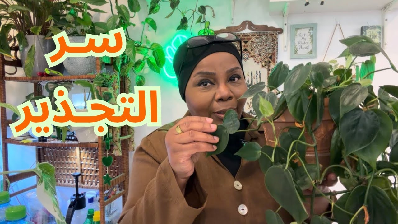 		أسهل طريقة لتكثير الفيلودندرون من عقلة وحدة… النتيجة مذهلة 🌱👌🏾