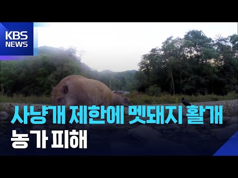 사냥개 사용 제한…날뛰는 멧돼지 어쩌나? / KBS 2025.08.11.