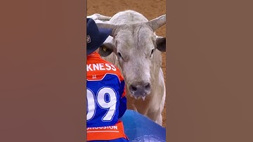 this ain’t the bull’s first rodeo… but it is his first hat fitting 🤠#rodeohouston #bullfighter