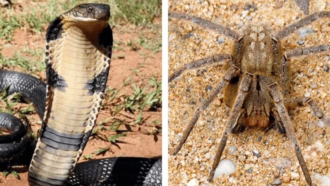 “10 Dangerous Animals You Should Avoid at All Costs”