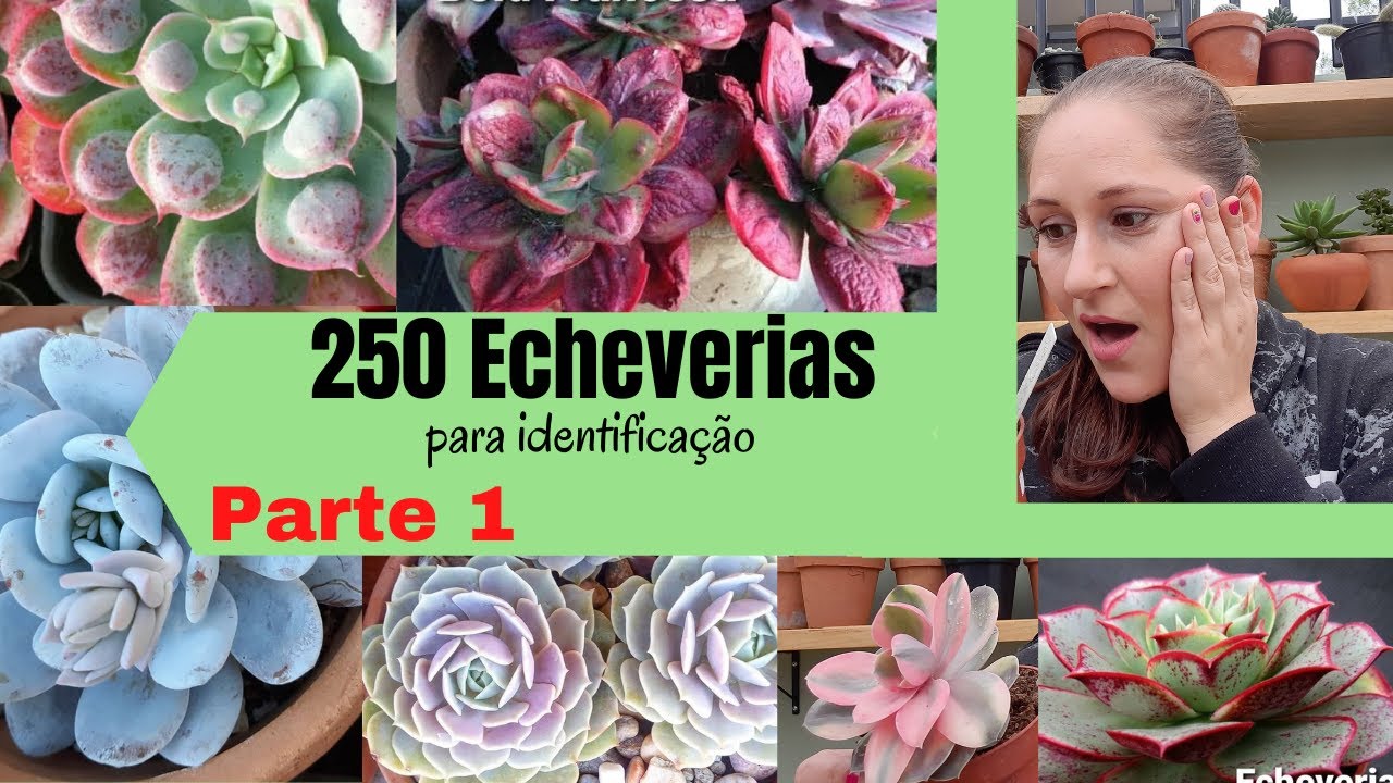 250 Suculentas ECHEVERIAS para IDENTIFICAÇÃO //PARTE 1/ Suculentas do gênero Echeveria identificadas