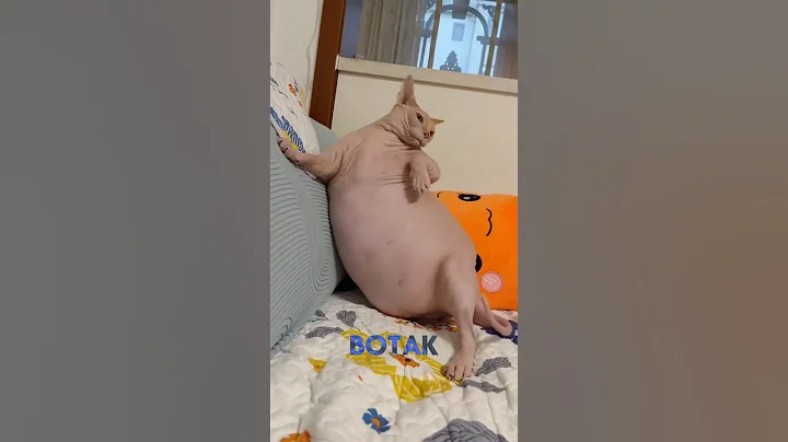 Video 11491141: kucing sphynx