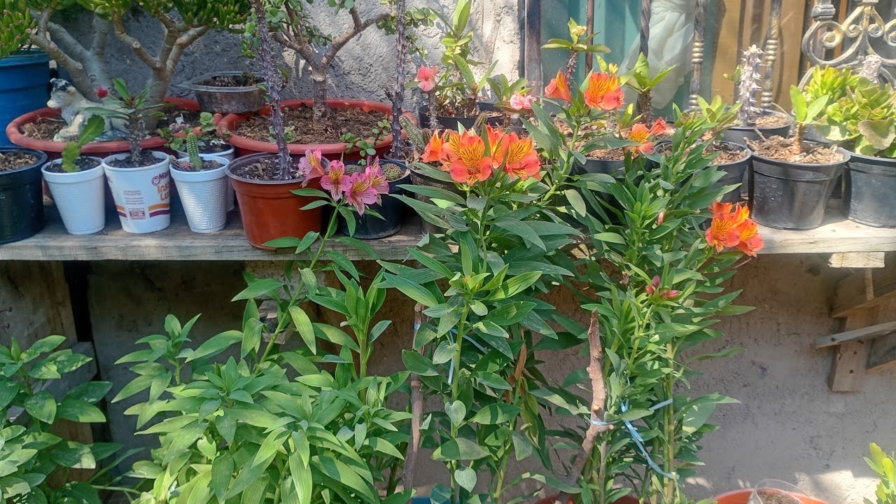 Así sé encuentra el jardín en invierno 