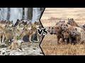 WOLF PACK VS HYENA CLAN - If They Fought, Who Would Win?