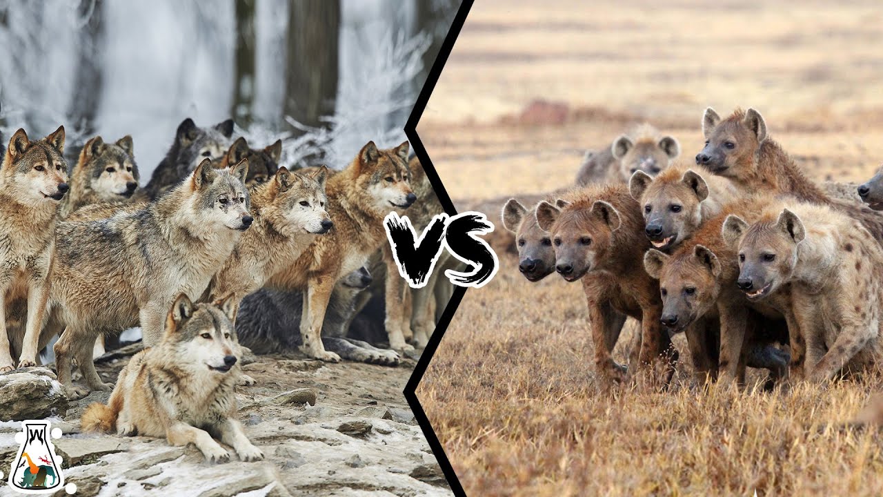 WOLF PACK VS HYENA CLAN If They Fought Who Would Win YouTube