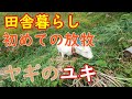 20201120　『田舎暮らし』　ヤギの『ユキ』引っ越し14日目で初めて放牧？