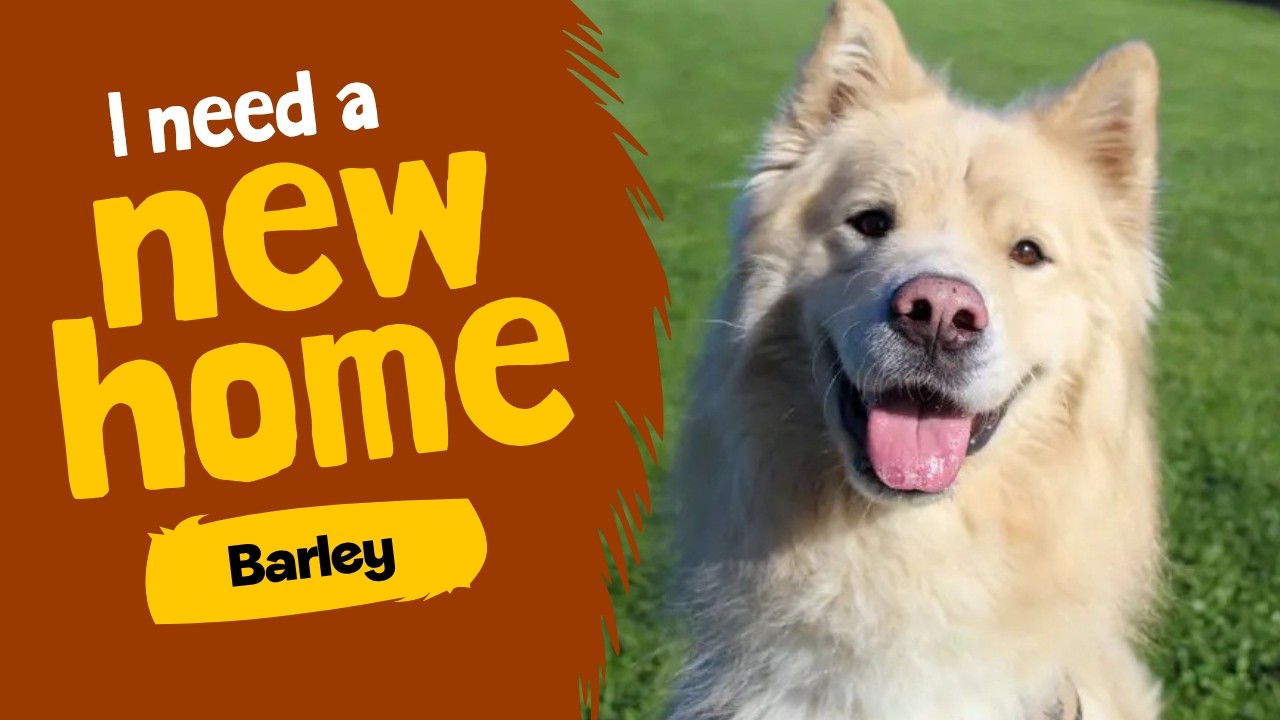 Dog profile video