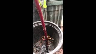 The Frugal method  to grow your Redtwig Dogwood Shrubs
