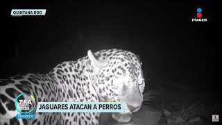 Jaguares atacan a mascotas en la costa maya de Mahahual, Quintana Roo | Noticias con Francisco Zea