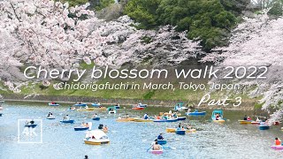 [4K] Japan daytime hanami walk part 3 | Tokyo | Chidorigafuchi Cherry blossoms |東京 千鳥ヶ淵緑道 桜 2022 花見