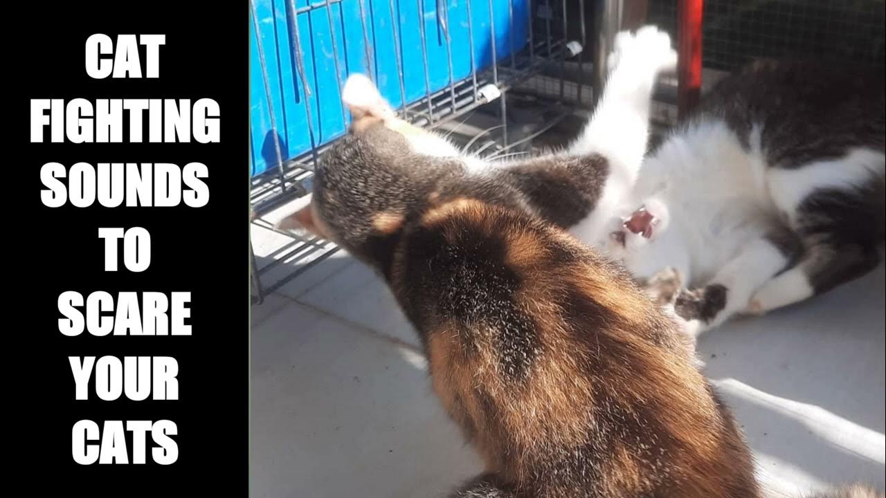 Cat Fighting Sounds to Scare Cats 11 YouTube