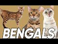 Do You Know These 6 Facts About Bengal Cats?! の動画、YouTube動画。