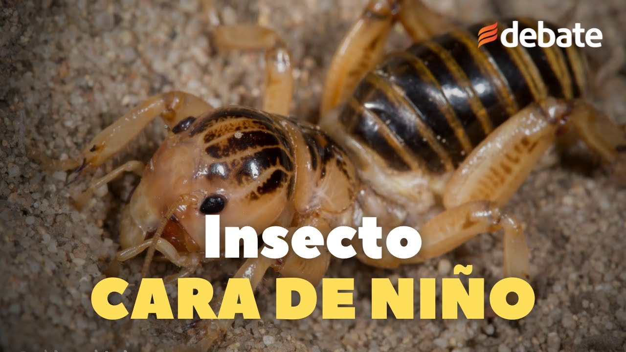 Parecen iguales, pero son 4 especies distintas de Cara de Niño - YouTube