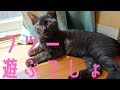 【保護猫ゴロー】怒られなくなって調子に乗る