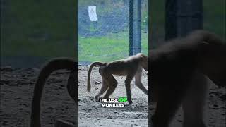 Monkey Business: Deceit, Mafias, and Medical Marvels! #shorts