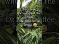 Dalgon coffee 😛❄️😂 #explore #ytshorts #recipe #food #new #drink #foodie #newyoutuber