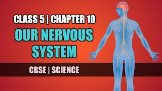Class 5 | Science | Chapter 10 | Our Nervous System | Questions and Answers #cbse #class_5 #science