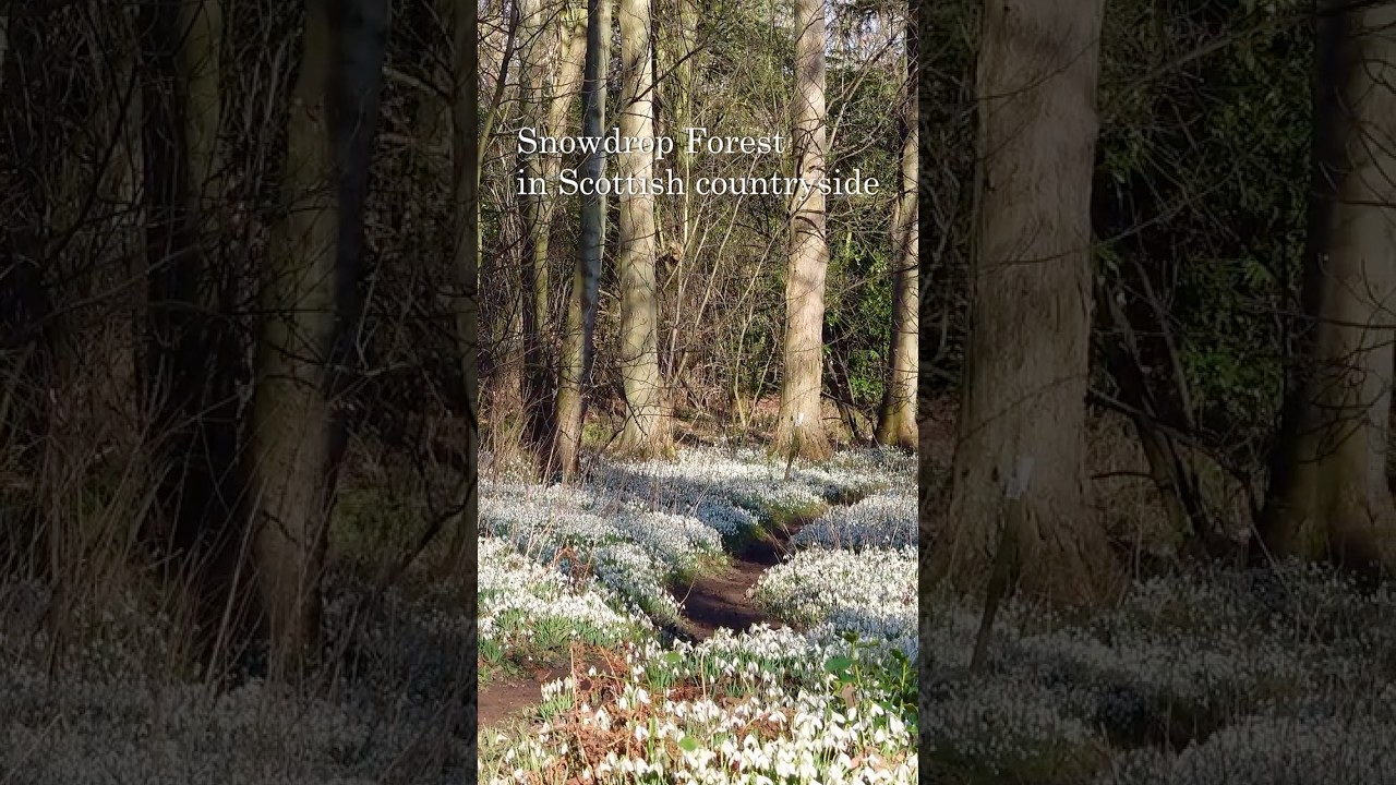Snowdrop Forest in Scottish countryside |スコットランド、スノードロップの森、イギリス
