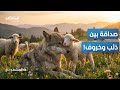مشهد نادر ذئب وخروف في علاقة غير مألوفة المشهد تاغ