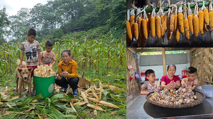 single mother and two sons harvest corn and how to preserve corn from sprouting.DANG THI DU