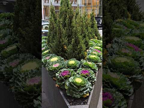 VIEWS IN NEW YORK CITY Shortviews