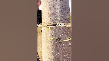 Use chains to cut trees#diy #machine #tree #video #shorts #short #chains #cuts